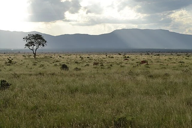 День 4 Savanna_towards_the_west_with_crepuscular_rays_and_Alcelaphus_buselaphus_cokii_pair_in_the_Tsavo_East_National_Park,_Kenya_3.jpeg