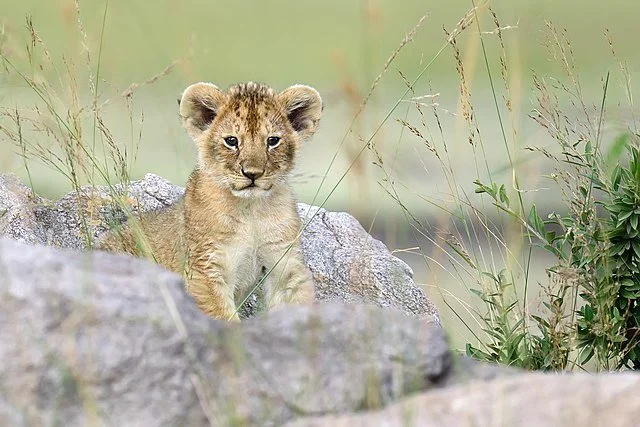 День 6 640px-Lion_cub_in_Masai_Mara_National_Park.jpeg
