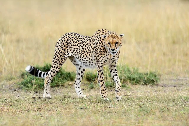 День 6 640px-Cheetah_in_Masai_Mara_National_Park.jpeg
