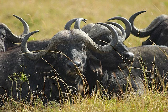 День 6 Buffalo_in_the_Masai_Mara_in_Kenya_(51414255243).jpeg