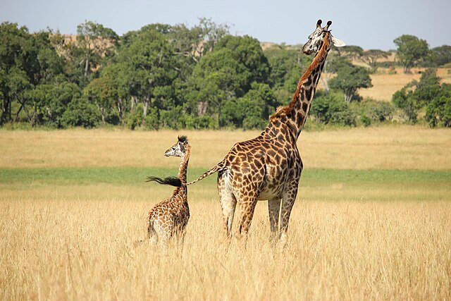 День 6 Giraffe_and_her_calf_(Unsplash).jpeg