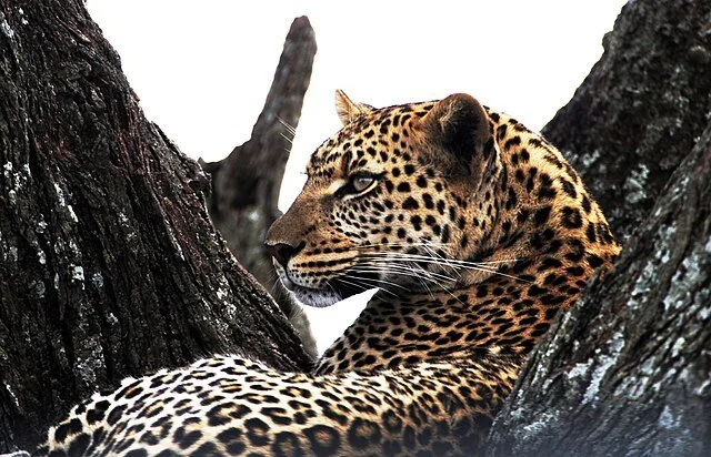 День 6 Leopard_in_the_Kenyan_savanna.jpeg