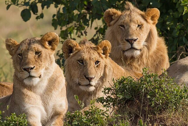 День 6 Lions_Family_Portrait_Masai_Mara.jpeg