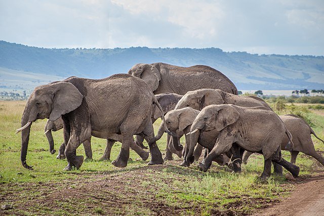 День 6 Mara_June_2019_-28_(48298645592).jpeg