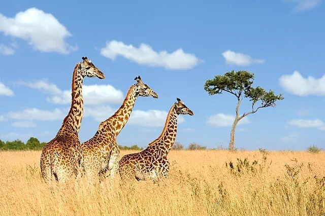 День 6 Three_giraffes_01.jpeg