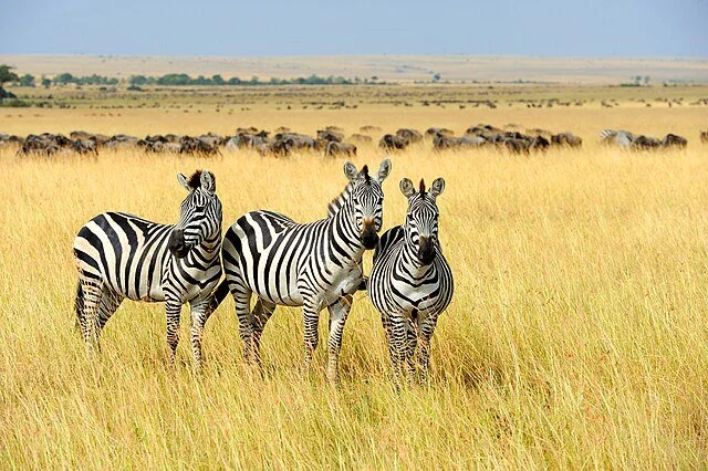 День 6 Three_zebras_in_Masai_Mara_National_Park,_Kenya.jpeg