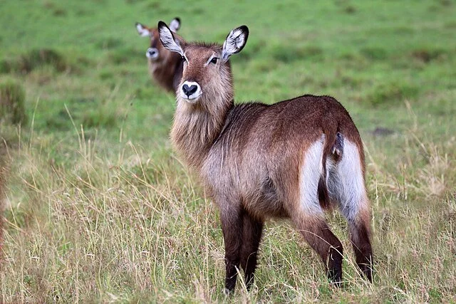 День 6 Waterbuck,_Masai_Mara,_Kenya_(52460965360).jpeg