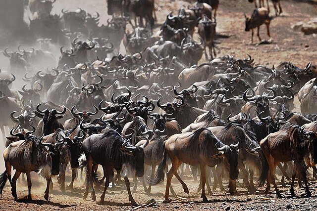 День 6 Wildebeest_Migration_Masai_mara.jpeg