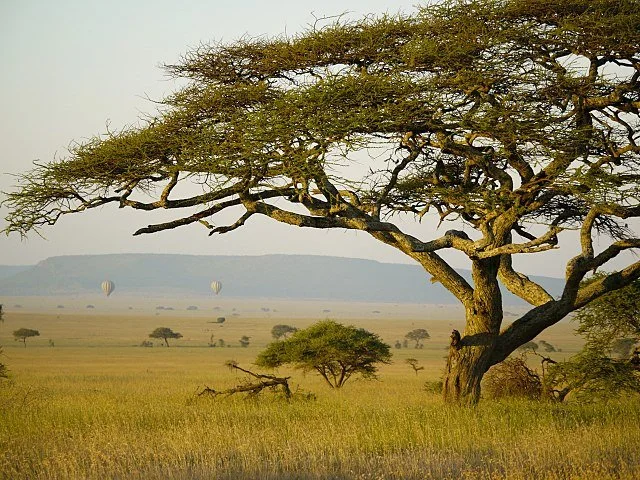 День 8 640px-Ballonvaren_over_de_Serengeti_(6693818375).jpeg