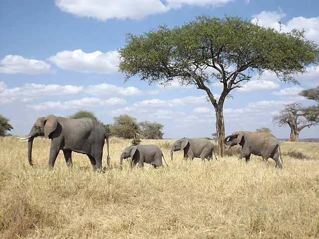 День 8 640px-Elephant_Family_in_Tanzania.jpeg