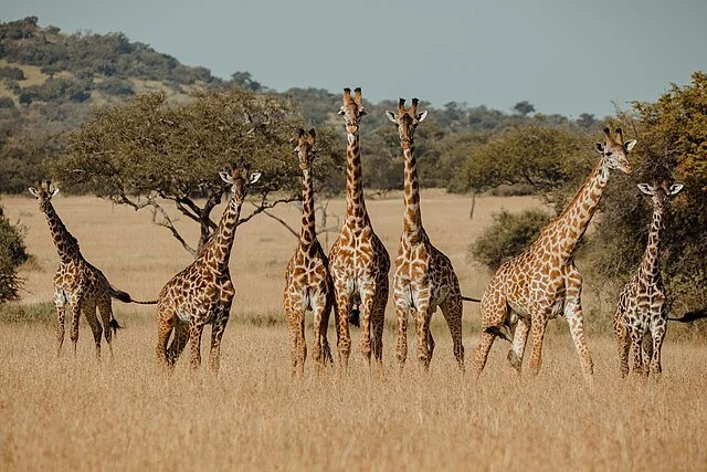 День 8 A_Tower_of_Giraffes_in_The_Serengeti.jpeg