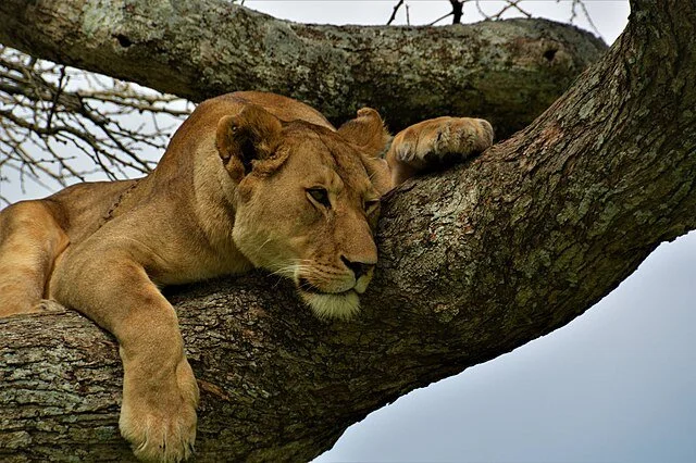 День 8 Lioness,_Serengeti,_Tanzania.jpeg