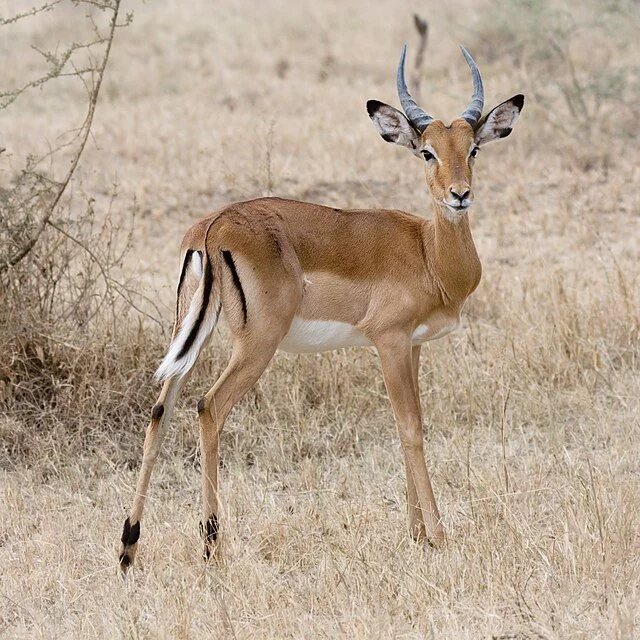 День 8 Serengeti_Impala3.jpeg