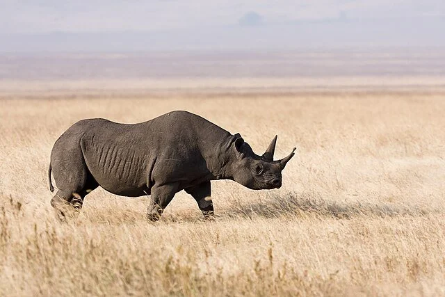 День 9 Ngorongoro_Spitzmaulnashorn.jpeg