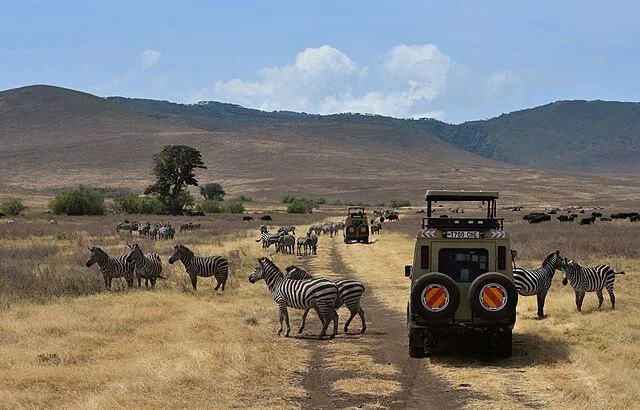 День 9 Zebras,_Ngorongoro_Crater_(21)_(28049758663).jpeg