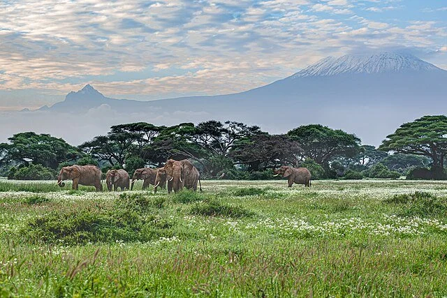 День 3 Amboseli_National_Park_and_Mt._Kilimanjaro.jpeg