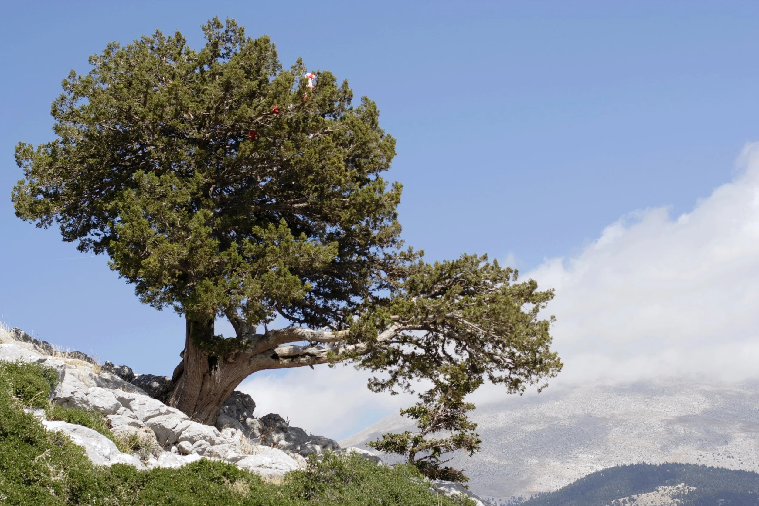 Oak_tree_above_Korikian_Cave_and_Parnassus,_060140.jpg