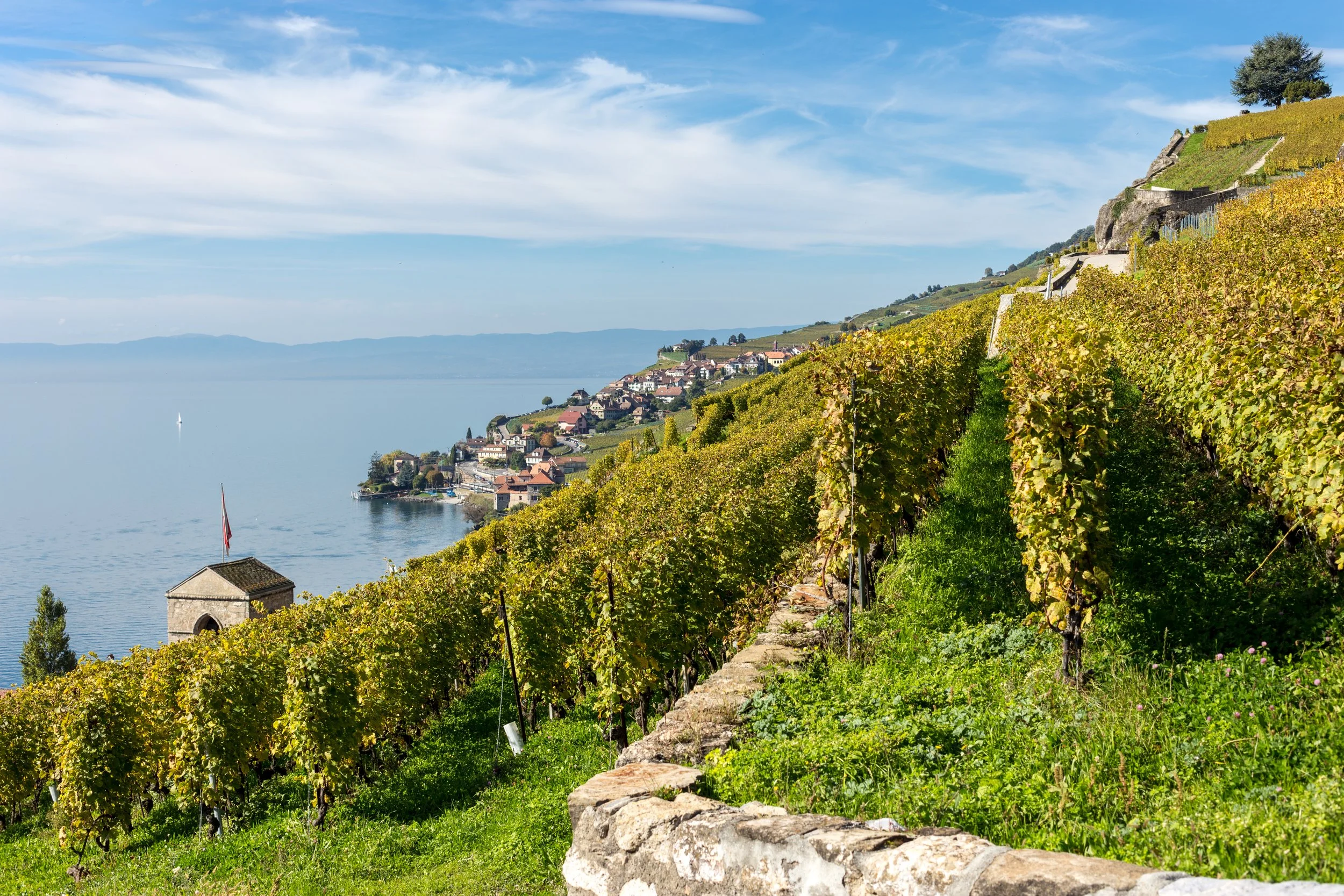 Terrassierte_Weinbau_bei_St-Saphorin,_Kanton_Waadt_(2013).jpg