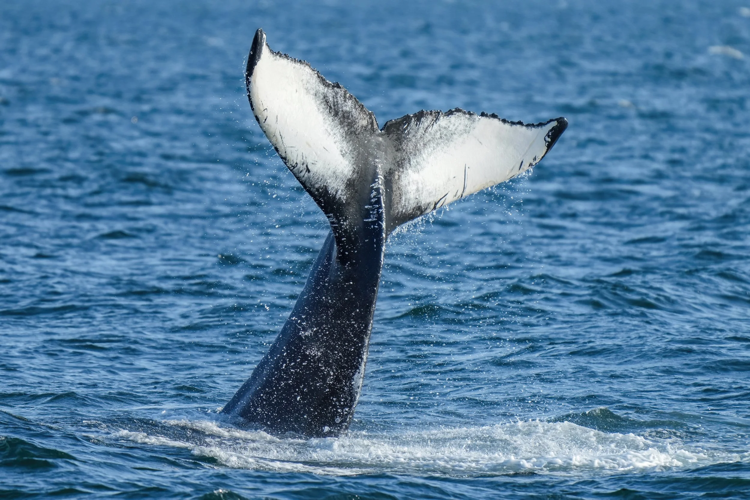 031_Humpback_whale_lobtailing_Photo_by_Giles_Laurent.jpg
