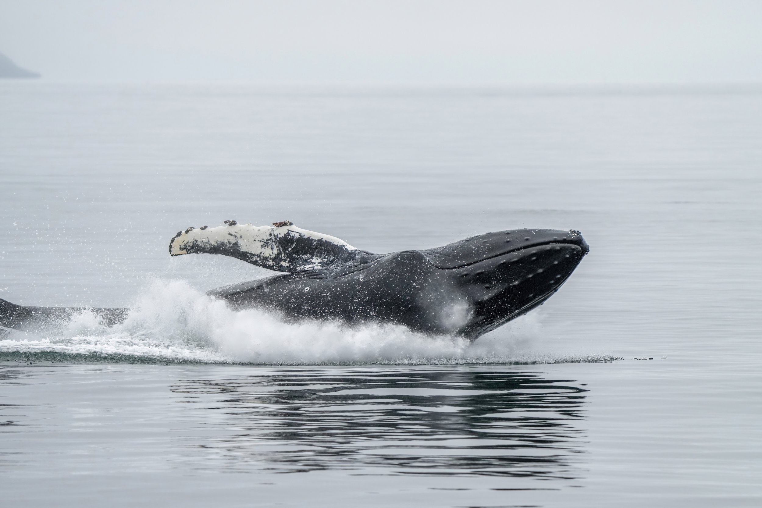 026b_Humpback_whale_jump_and_splash_Photo_by_Giles_Laurent.jpg