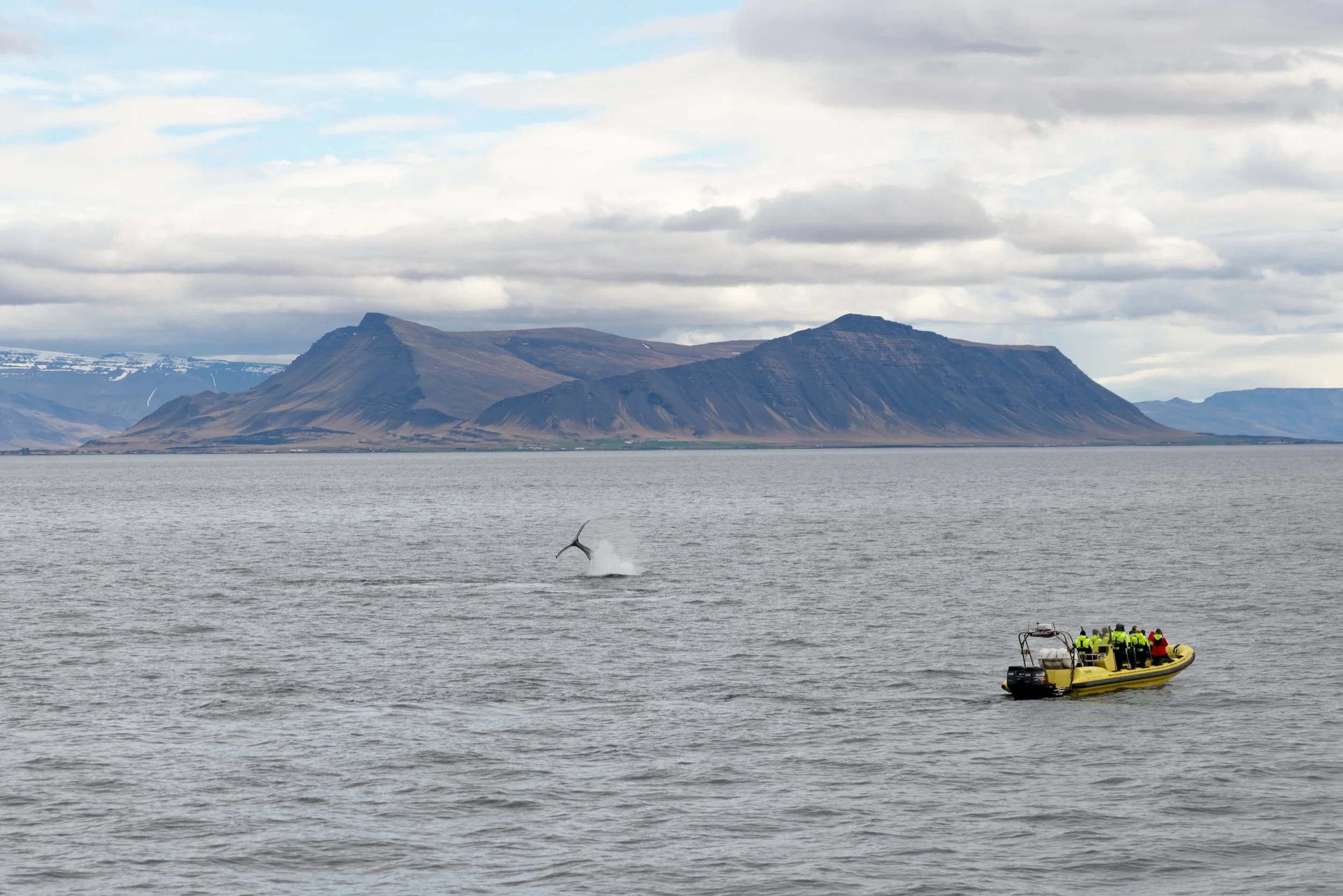 Whale_watching,_Faxaflói,_Iceland,_20230507_1042_5639.jpg