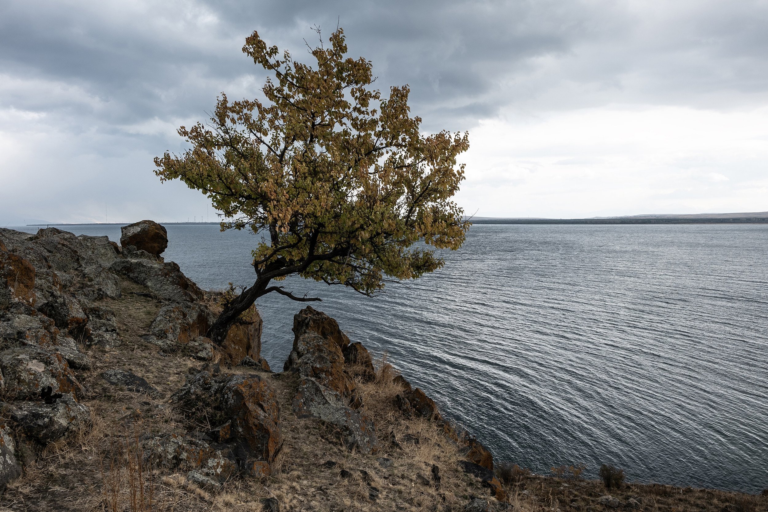 Lonely_tree_on_the_shore_of_Lake_Sevan.jpg