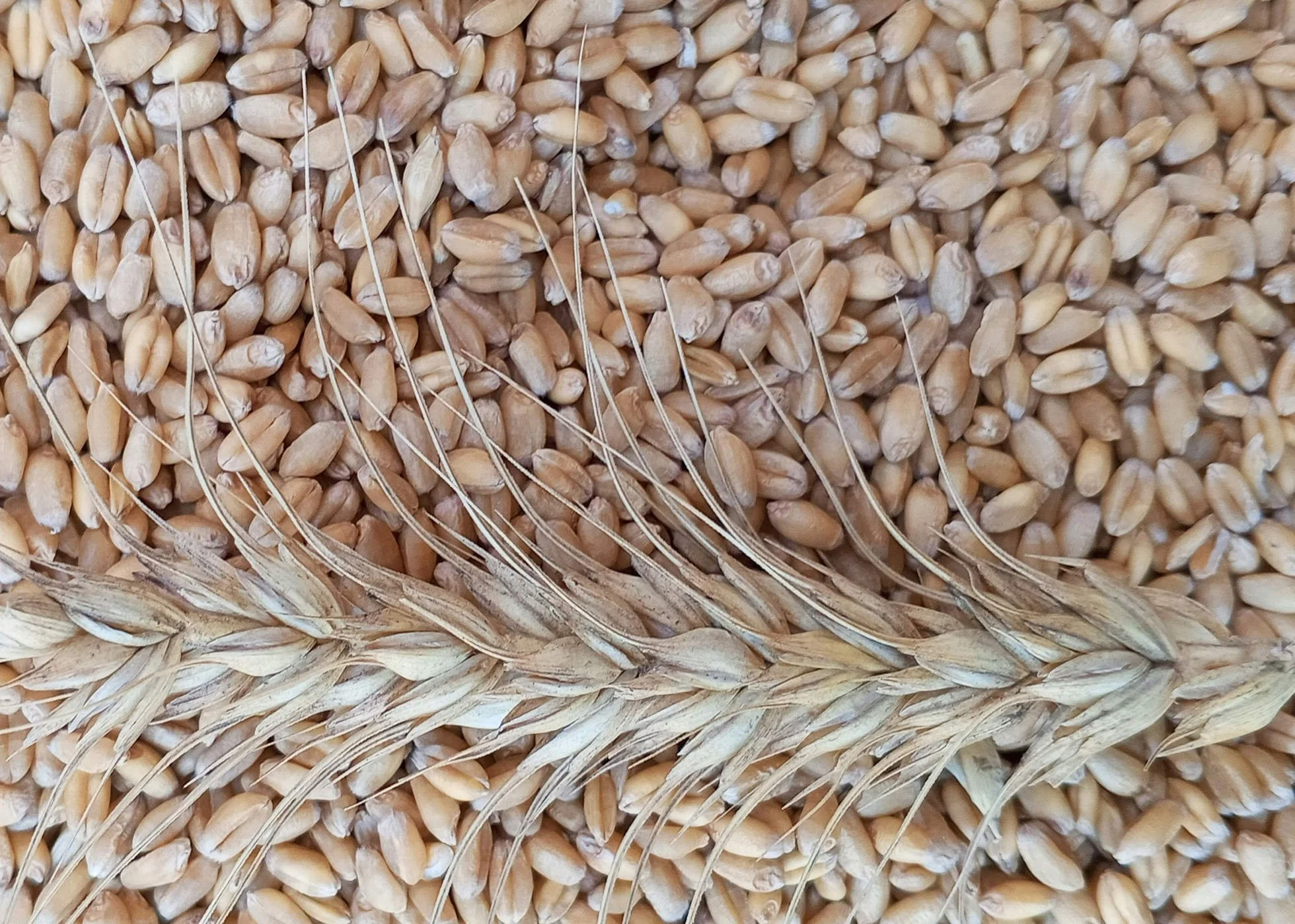 Wheat grains with an ear of wheat lying on top