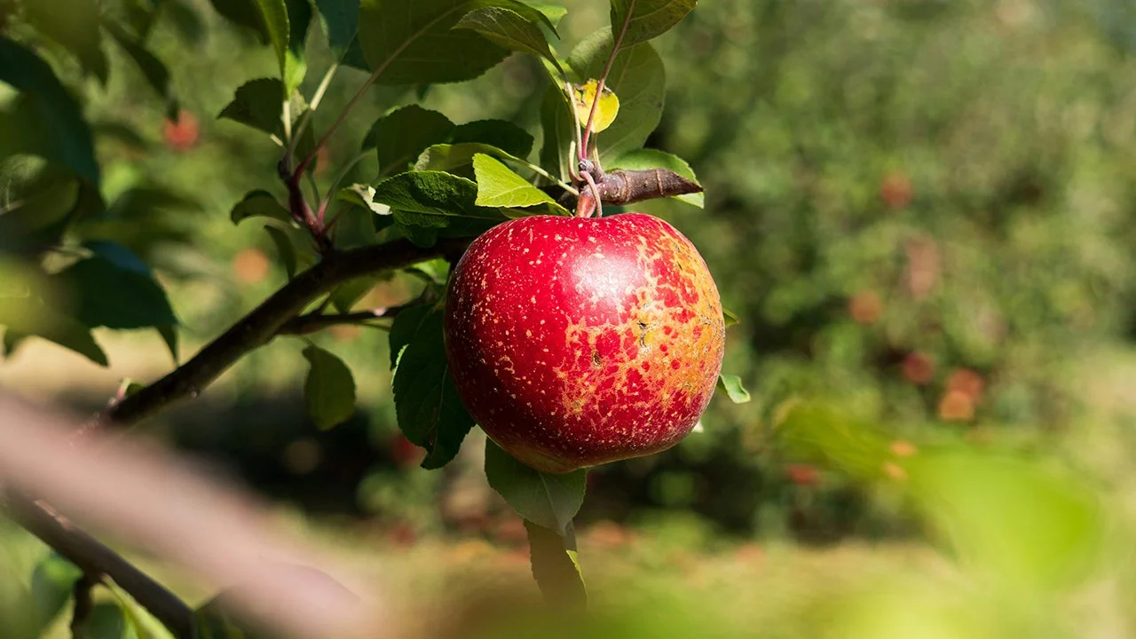How to buy better apples - What a heritage grower taught me