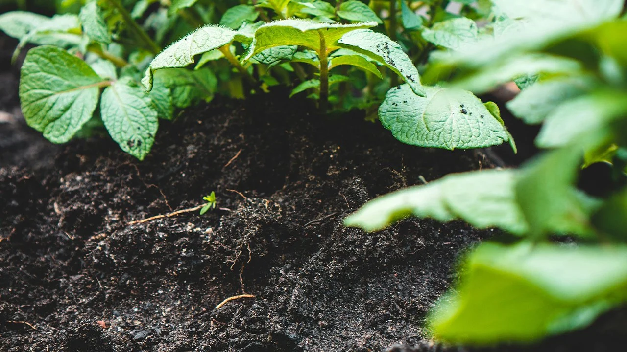What's really feeding you? Soil health, nutrition &amp; how to eat better