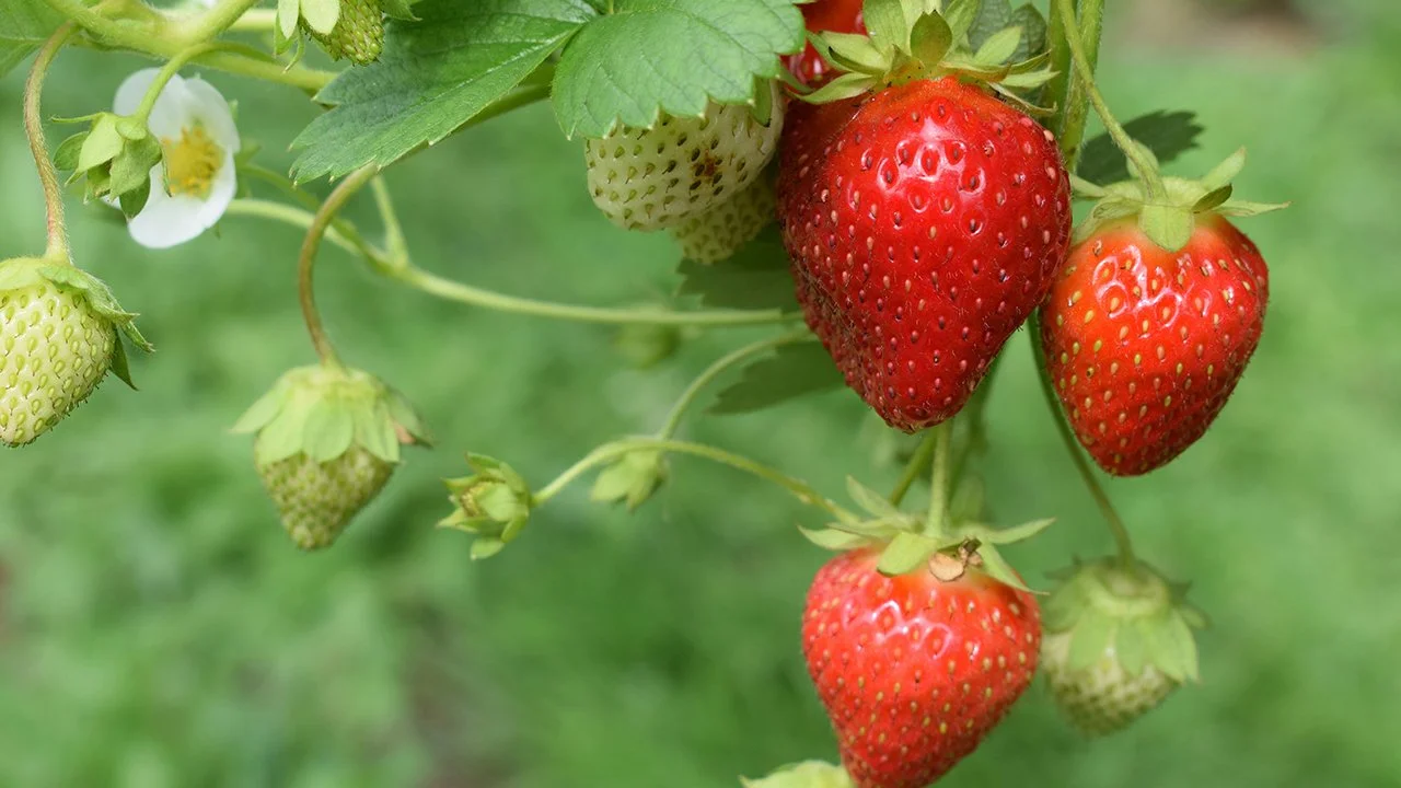 The ingredient no one's putting on the label