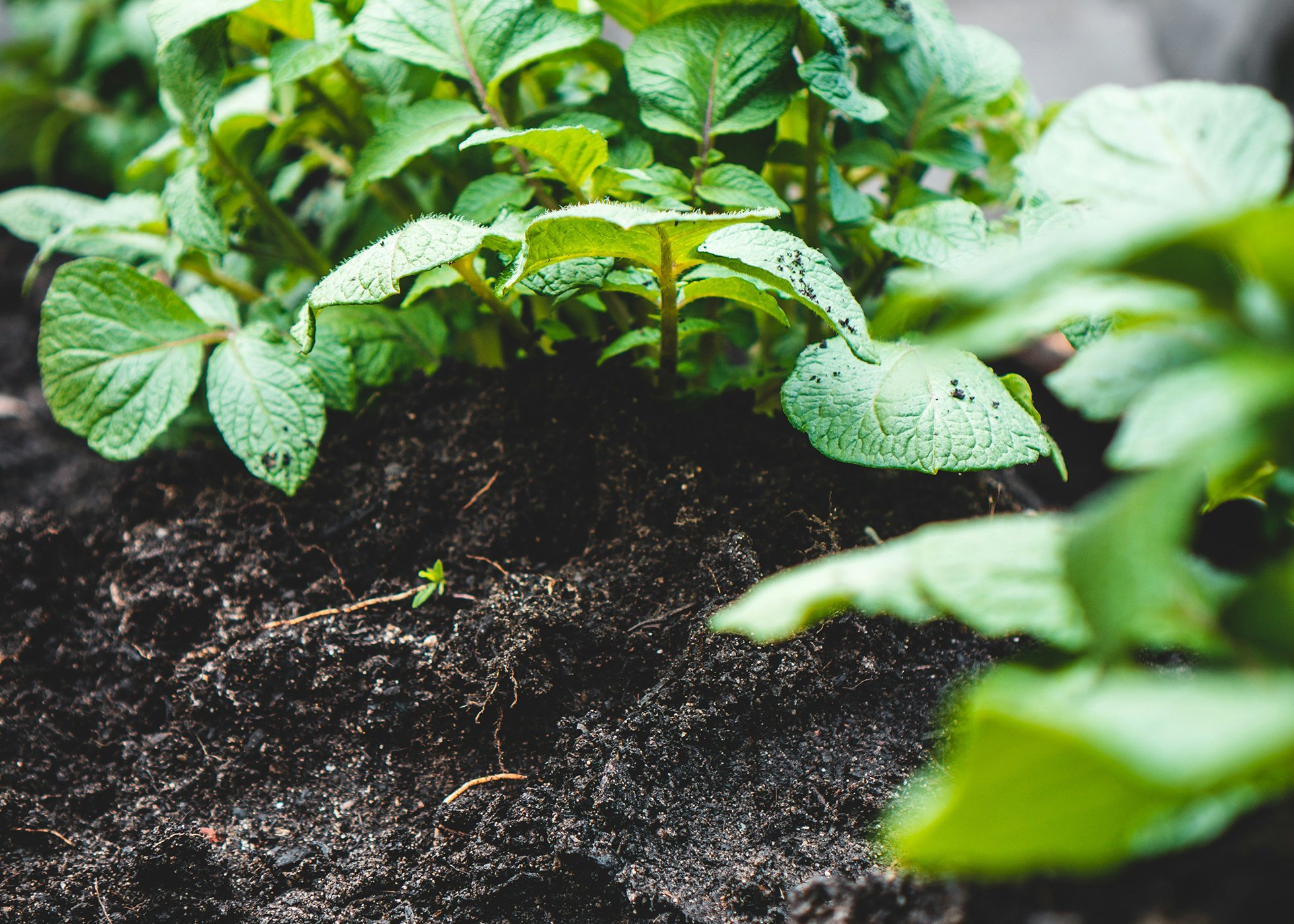 Small green plants growing in healthy wet soil