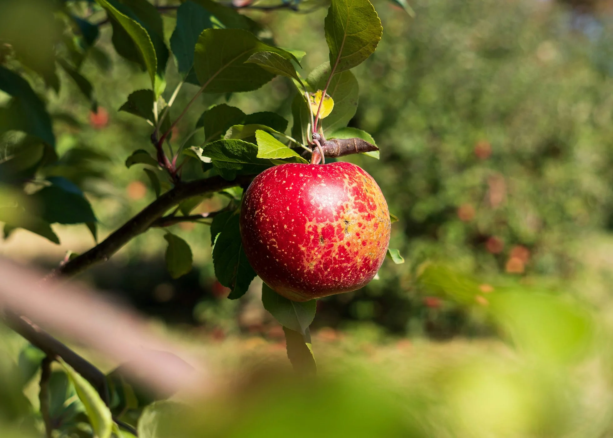 A red apple on a tree in an apple orchard