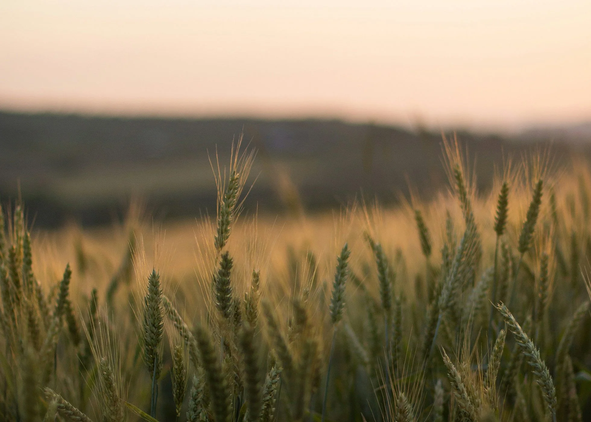 A wheat field at sunset