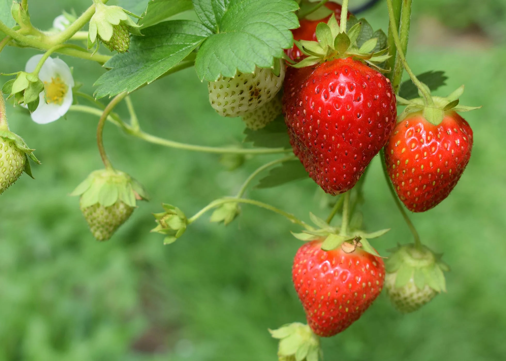 Ripe & unripe strawberries on a plant