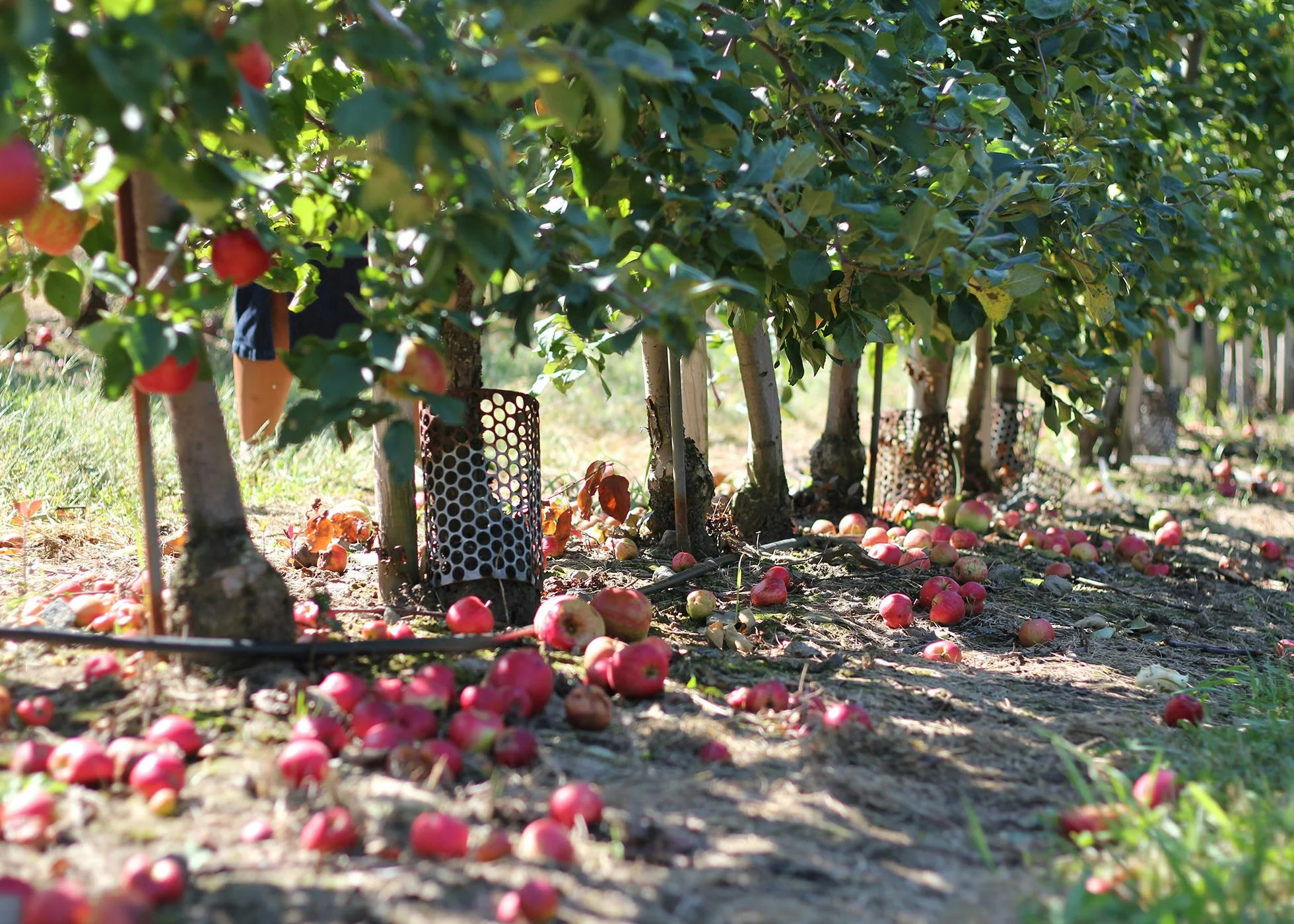 A row of dwarf apple trees in an orchard with plenty of apples fallen on the ground