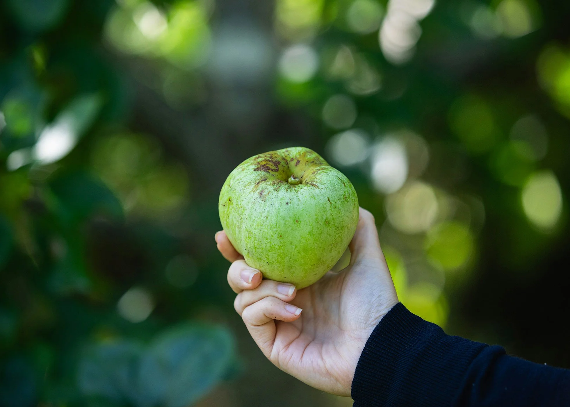 A bramley apple being held in someone's hand with an apple orchard blurred in the background
