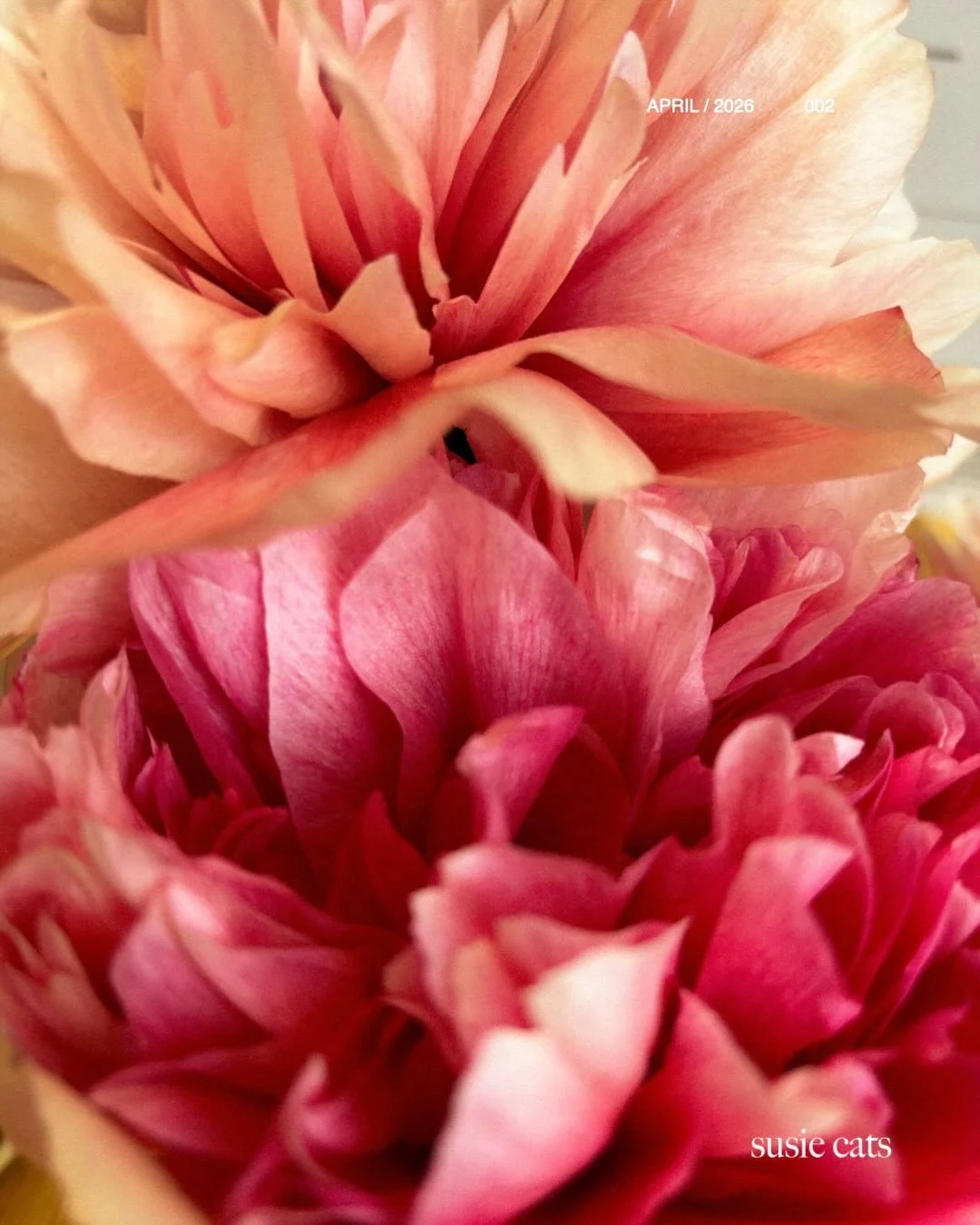 It&rsquo;s April 🌿
Een nieuwe maand. Nieuwe kansen.

Maar niet zonder even stil te staan bij wat al is geweest.
Deze vijf vragen helpen je om:
&bull;	bewuster te leven
&bull;	dichter bij jezelf te blijven
&bull;	&eacute;n beter te presteren

