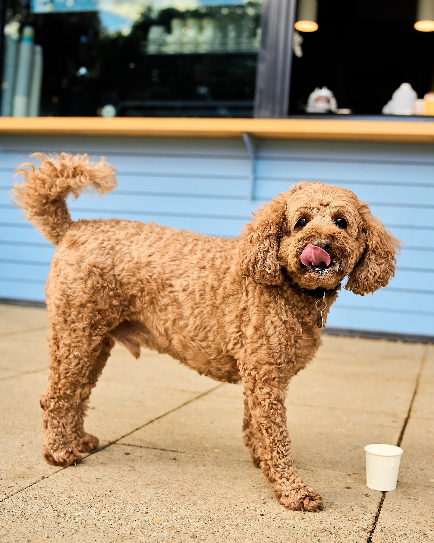 Puppucino&rsquo;s FREE every day for all Doggos 🐶🥛