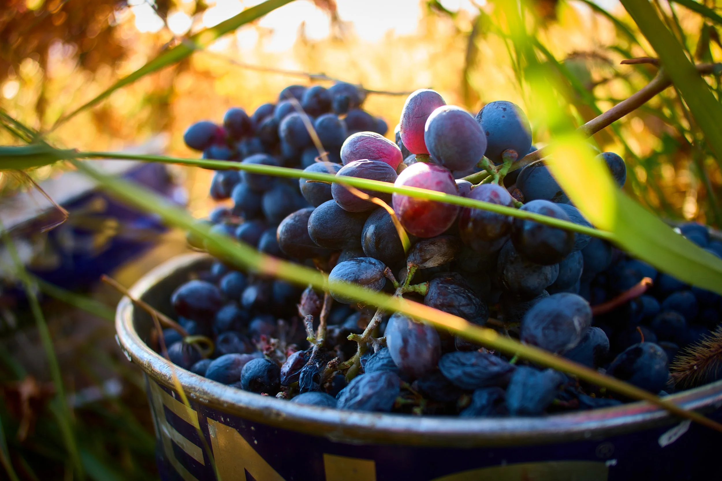 Wine photography — example