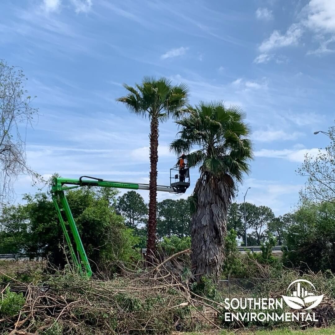 Did you know, there is over 2,500 different species of palm trees, both native and introduced in the state of Florida?! They thrive in the tropical and subtropical environments!
Give us a call if you need a hand with some unruly palms on your land!

