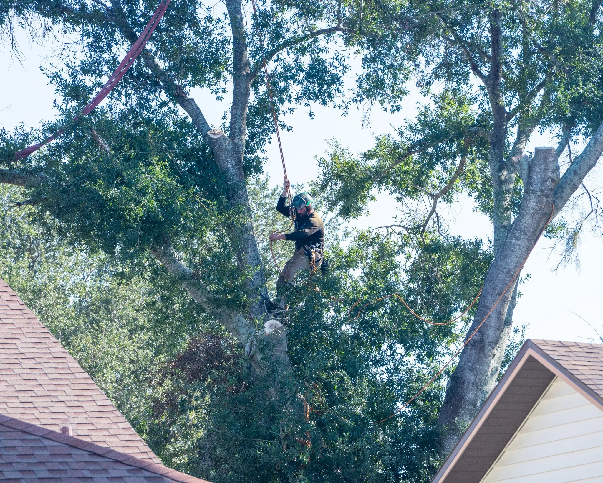 Winter Sunlight Matters: How Tree Canopy Management Benefits Florida Properties in December