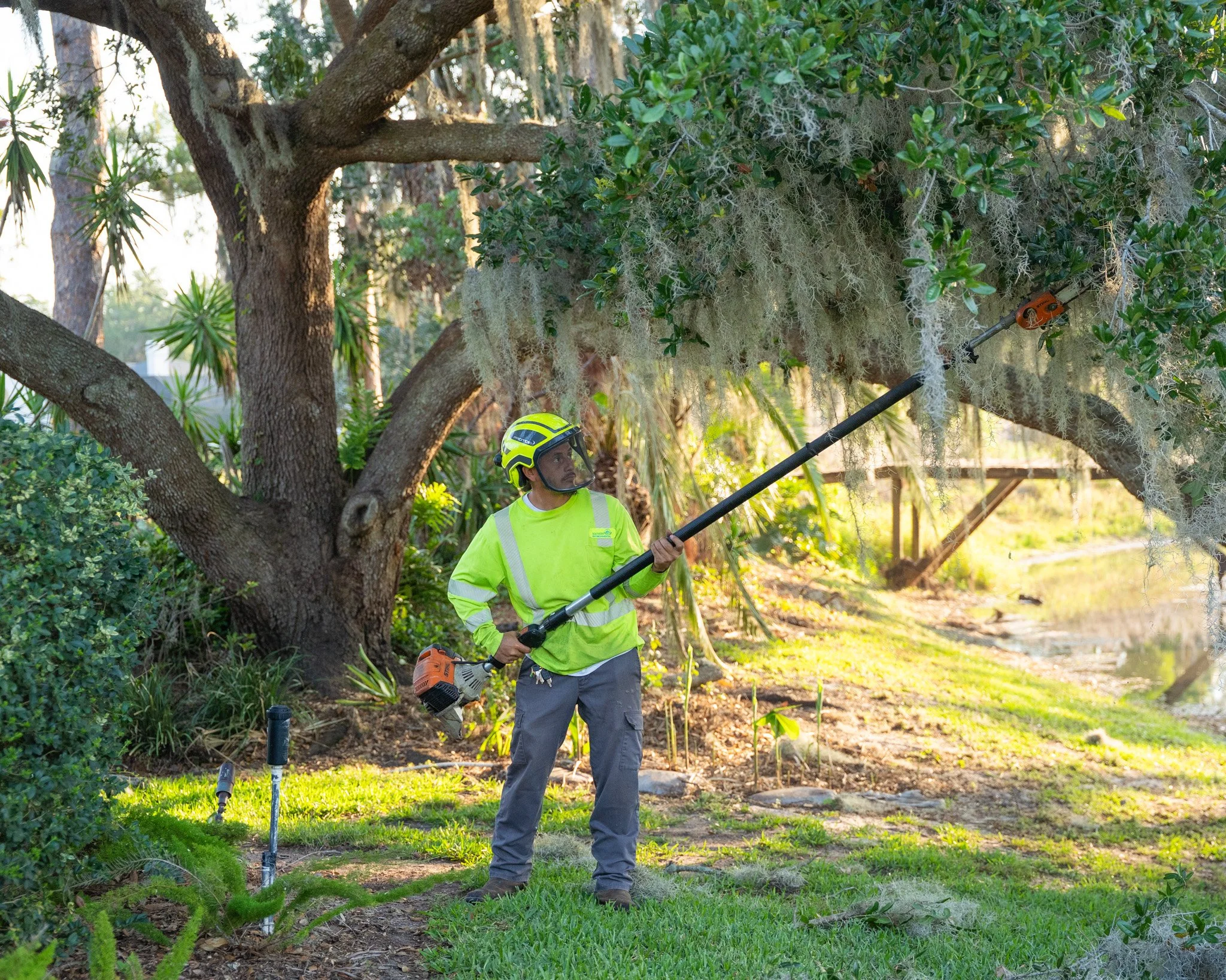 Why January Is the Perfect Time for Tree &amp; Shrub Pruning in Central Florida
