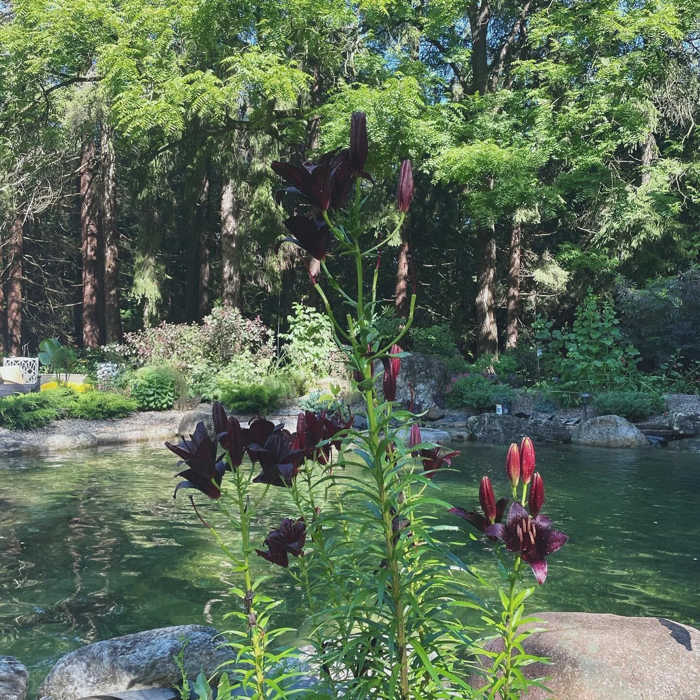 I don’t know what Andrew is feeding these big guys at the pond, but they’re massive! 😂💕