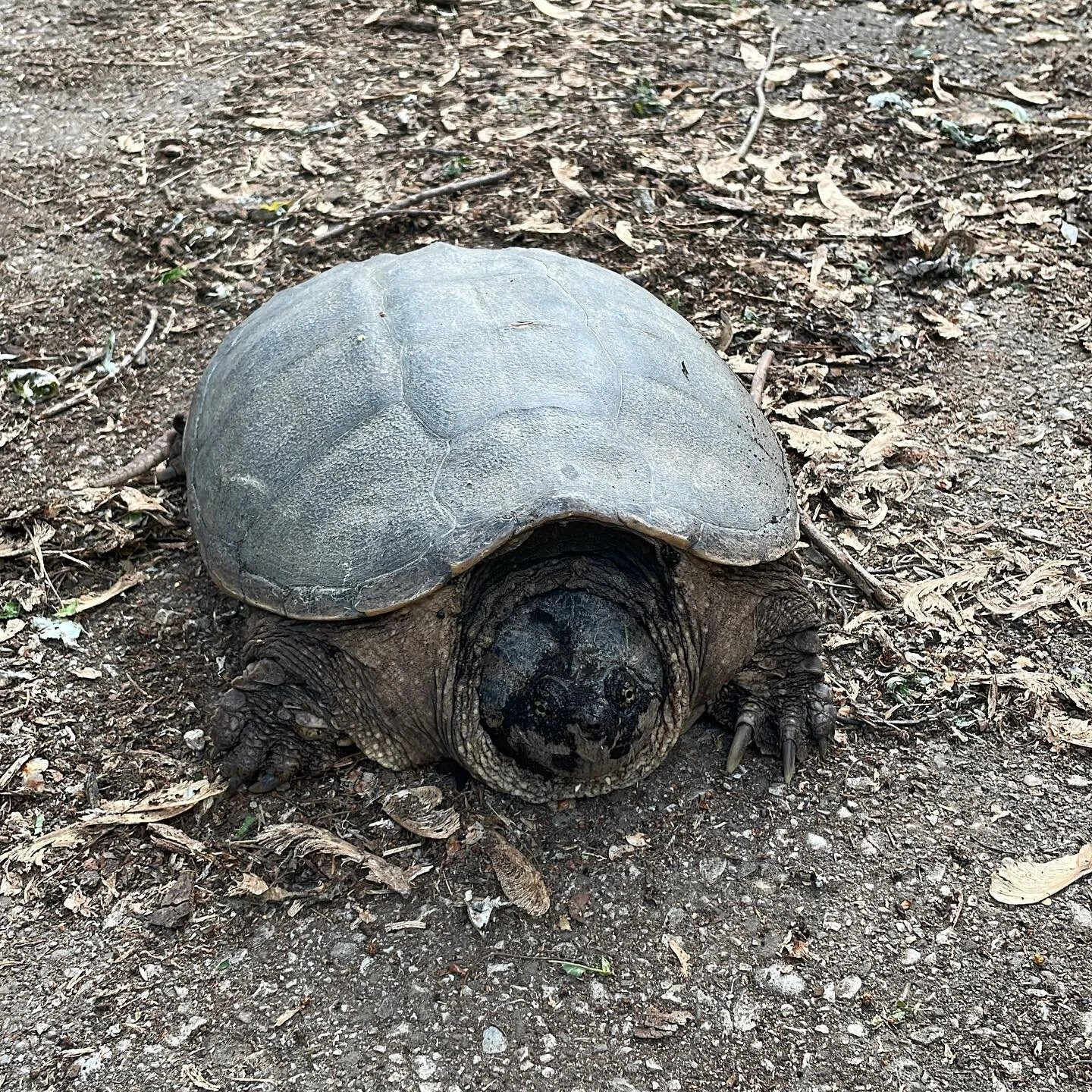 Every year without fail this guy returns!  I think it’s actually a she, here to lay her eggs 🐢 💓