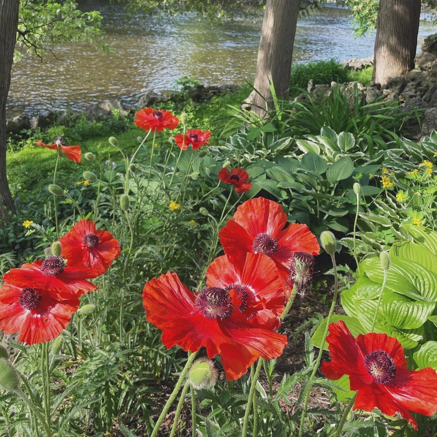 It’s poppy season! 😍