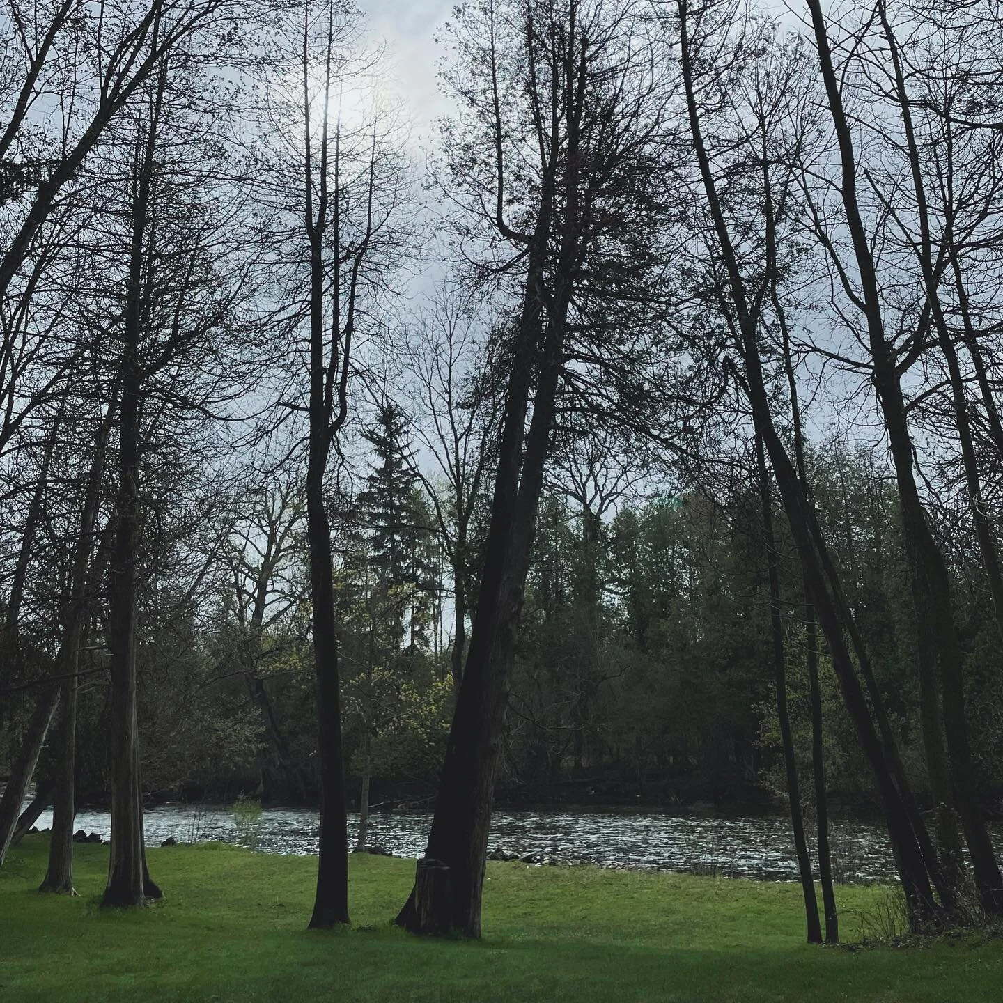 So happy to see so much green around here again!  Finally! 🌸 If you look up close though, you’ll see there’s still goose poop everywhere 🥴😂