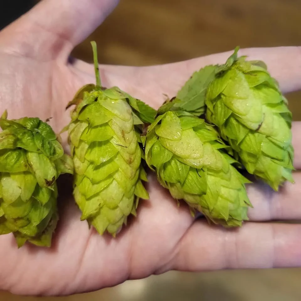 hops in hand.jpg
