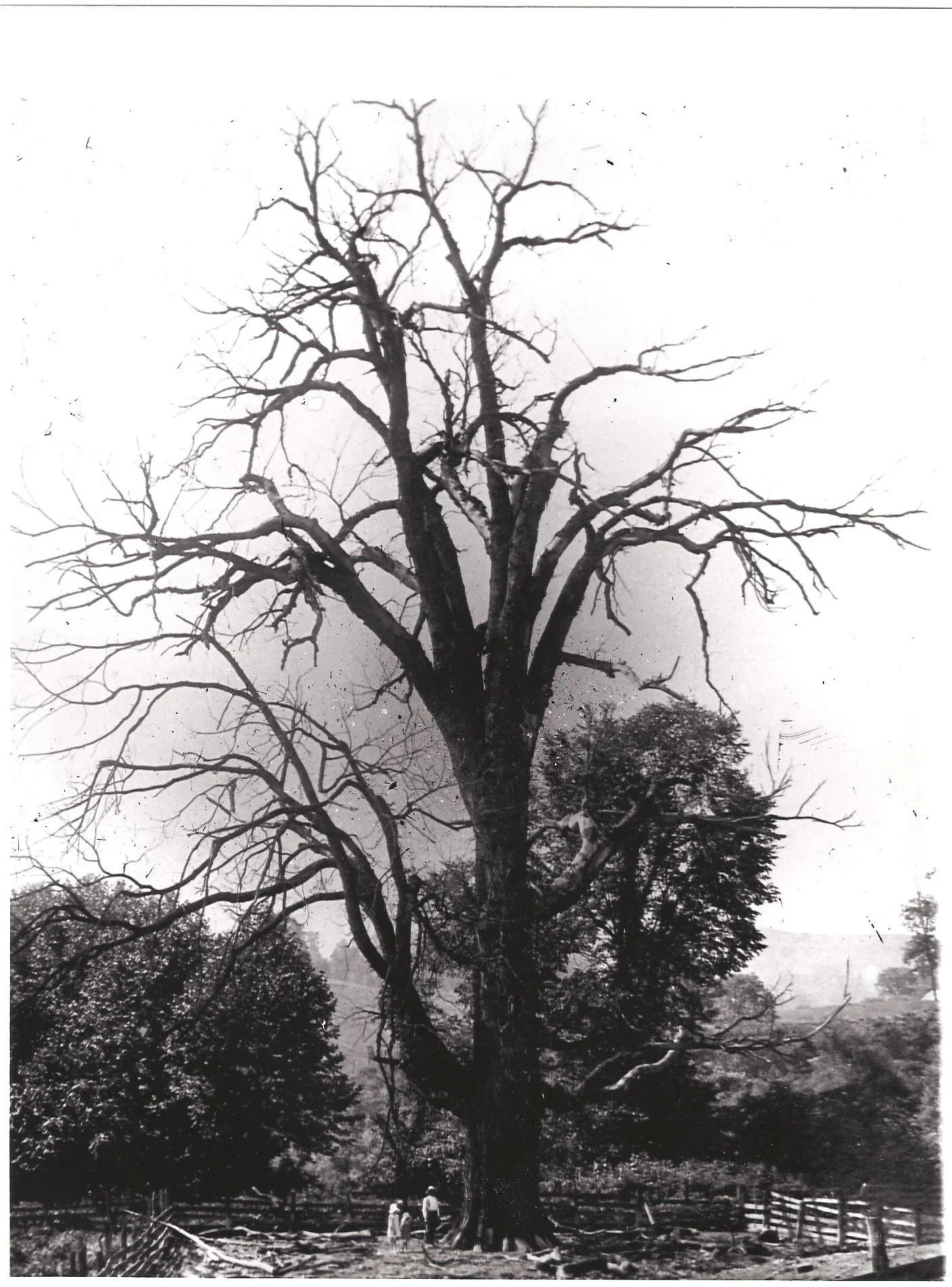 Big Elm Full View 001.jpg