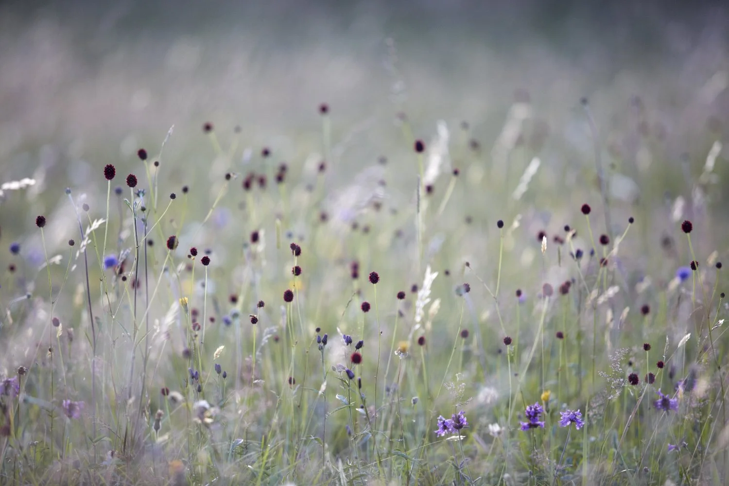A field of wildflowers with green grass and various purple, blue, white, and red flowers, slightly blurred with a soft focus.