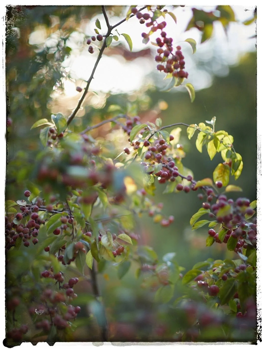 Just before the light disappeared behind the woods I quickly took a shot of my crab apples along my path, they are so heavy with fruit! I&rsquo;ve already made 6 jars of jelly but it hasn&rsquo;t made a dent at all. Lots here for the birds &amp; squi